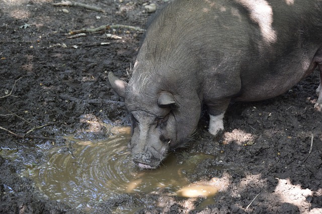 展示了他作 展示了他作
