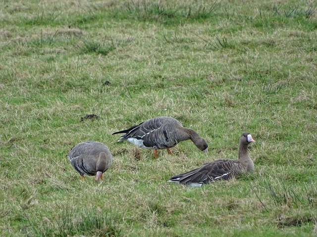 [亚冬会]李心鹏获得自由式滑雪男子个人空中技巧金牌.